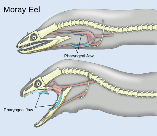 Pharyngeal_jaws_of_moray_eels.svg
